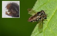 Paragus pecchiolii