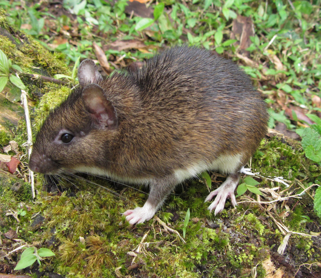 Atlantic Spiny Rats
