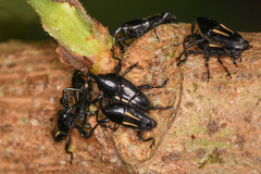 Linomadarus bilineatus