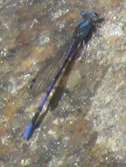 Argia carlcooki