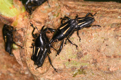 Linomadarus bilineatus