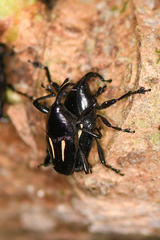 Linomadarus bilineatus