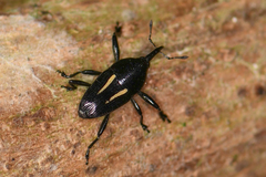 Linomadarus bilineatus