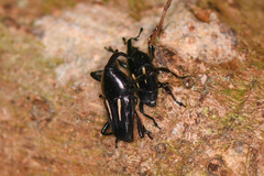 Linomadarus bilineatus