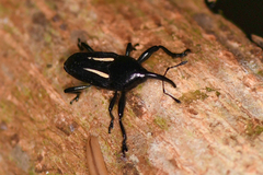 Linomadarus bilineatus