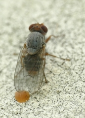 Prosopomyia pallida