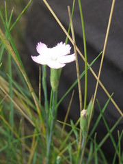 Dianthus pallens