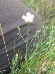 Dianthus pallens