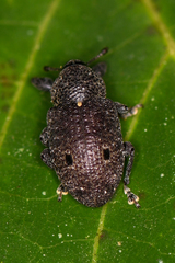 Heilus bioculatus