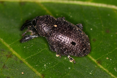 Heilus bioculatus