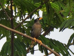 Acridotheres javanicus