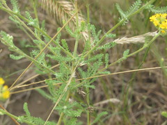 Achillea leptophylla