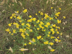 Achillea leptophylla