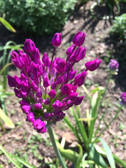 Allium giganteum