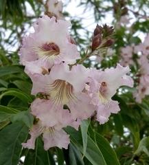 × chitalpa tashkentensis