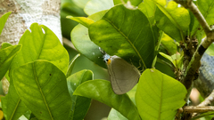 Tajuria mantra mantra