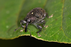 Heilus bioculatus