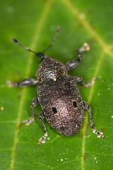 Heilus bioculatus