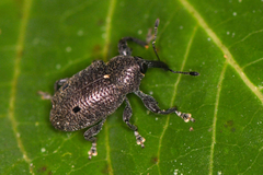 Heilus bioculatus