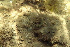 Parablennius tasmanianus