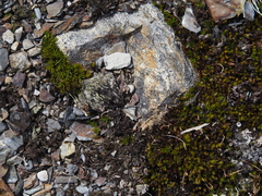 Sarmentypnum sarmentosum