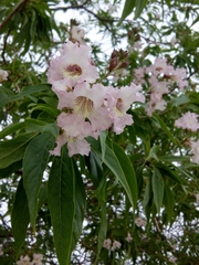 × chitalpa tashkentensis