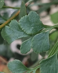 Asplenium ruta-muraria