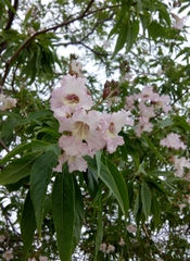 × chitalpa tashkentensis