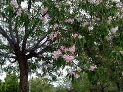 × chitalpa tashkentensis