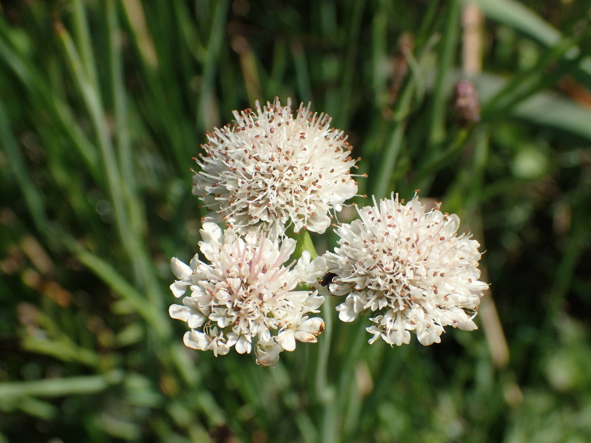 Oenanthe fistulosa