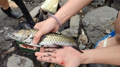 Spinibarbus hollandi