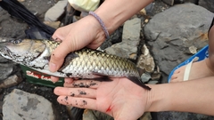 Spinibarbus hollandi