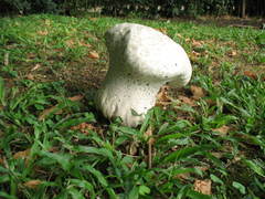 Calvatia
