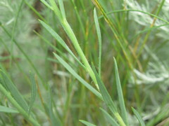 Linaria macroura