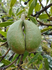 Aspidosperma quebracho-blanco