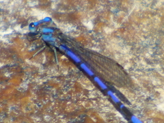 Argia carlcooki