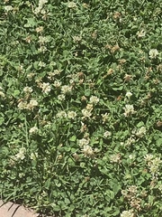 Apis mellifera