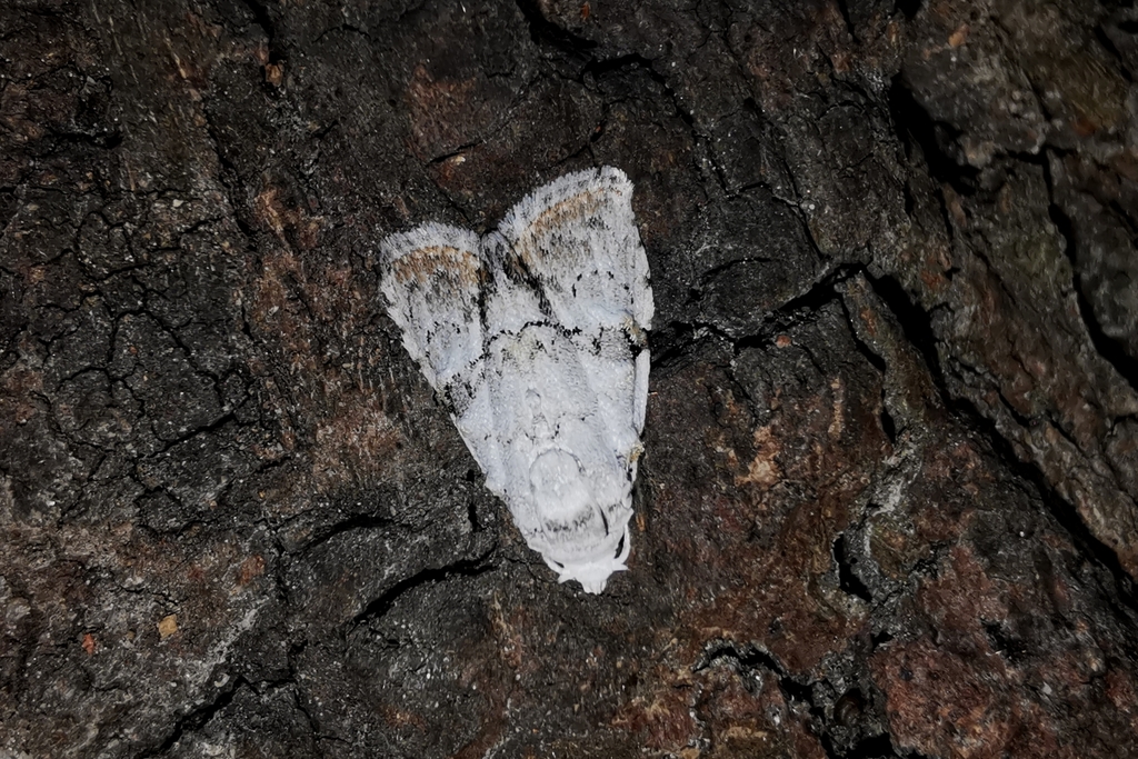 Barasa subtilis