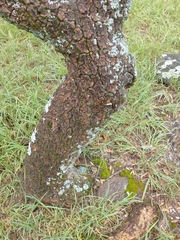 Aspidosperma quebracho-blanco