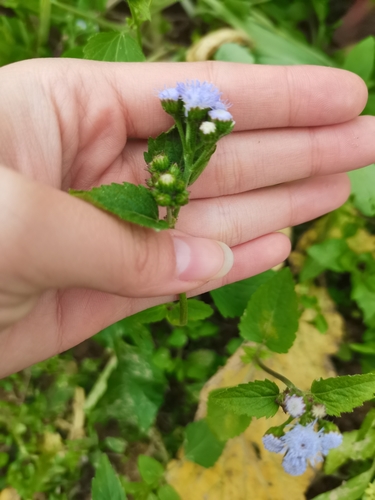 billygoat weed