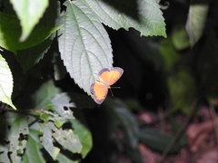 Mazia amazonica