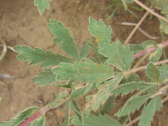 Potentilla astracanica