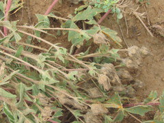 Potentilla astracanica