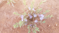 Evolvulus nuttallianus