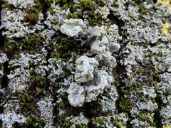 Ramalina baltica