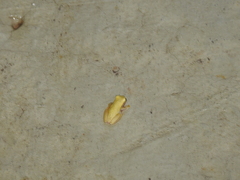 Dendropsophus walfordi