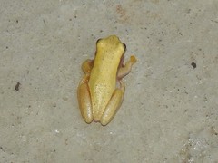 Dendropsophus walfordi