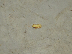 Dendropsophus walfordi