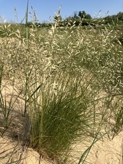 Festuca beckeri