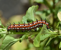 Euptoieta claudia daunius